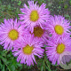 Erigeron 'Foersters Liebling' GM P9