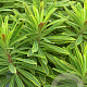 Euphorbia 'Ascot Rainbow' GM P9