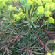 Euphorbia cyp. 'Clarice Howard' GM P9