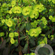 Euphorbia amygdal. 'Purpurea' GM P9