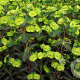 Euphorbia amygdal. 'Purpurea' GM P9