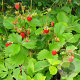 Fragaria v. 'Improved Rügen' GM P9