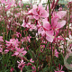 Gaura l. 'Blaze' GM P9
