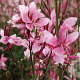 Gaura l. 'Blaze' GM P9