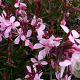 Gaura l. 'Blaze' GM P9
