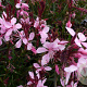 Gaura l. 'Blaze' GM P9