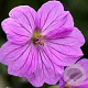 Geranium 'Blushing Turtle' GM P9