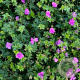 Geranium 'Blushing Turtle' GM P9