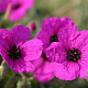 Geranium cin. 'Giuseppii' GM P9