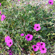 Geranium cin. 'Giuseppii' GM P9