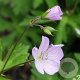 Geranium macul. 'Chatto' GM P9