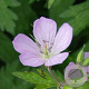 Geranium macul. 'Chatto' GM P9
