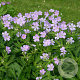 Geranium macul. 'Chatto' GM P9