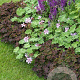 Geranium renardii GM P9