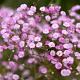 Gypsophila pan. 'Flamingo' GM P9