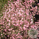 Gypsophila pan. 'Flamingo' GM P9