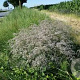 Gypsophila pan. 'Schneeflocke' GM P9