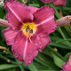 Hemerocallis 'Byzantine Emperor' GM P9