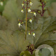 Heuchera 'Chocolate Ruffles' GM P9