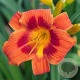 Hemerocallis 'Holiday Delight' GM P9