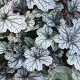 Heuchera 'Jade Gloss' GM P9