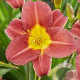 Hemerocallis 'Scarlet Breeze' GM P9