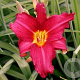 Hemerocallis 'Purple Waters' GM P9