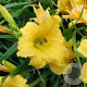 Hemerocallis 'Yellow Lollipop' GM P9