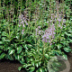 Hosta 'Undulata Univittata' GM P9