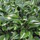 Hosta 'Undulata Univittata' GM P9