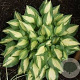 Hosta 'Xanadu' GM P9