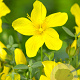 Hypericum olympicum GM P9