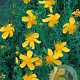 Hypericum olympicum GM P9