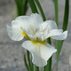 Iris sib. 'Harpswell Happiness' GM P9