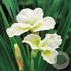 Iris sib. 'Harpswell Happiness' GM P9