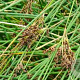 Juncus inflexus GM P9