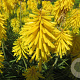 Kniphofia 'Banana Popsicle' GM P9