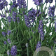 Lavandula ang. 'Ellagance Purple' GM P9