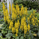 Ligularia 'Bottle Rocket' GM P9