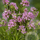 Lychnis alpina 'Rosea' GM P9
