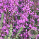 Lythrum 'Dropmore Purple' GM P9