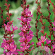 Lythrum 'Dropmore Purple' GM P9