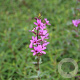Lythrum 'Dropmore Purple' GM P9