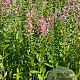 Lythrum sal. 'Pink Blush' GM P9
