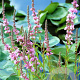 Lythrum sal. 'Pink Blush' GM P9