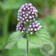 Mentha aquatica GM P9