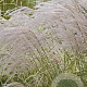 Miscanthus sin. 'Undine' GM P9