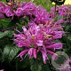 Monarda 'Acpetdel' GM P9