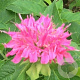 Monarda 'Acpetdel' GM P9
