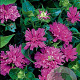 Monarda 'Acpetdel' GM P9